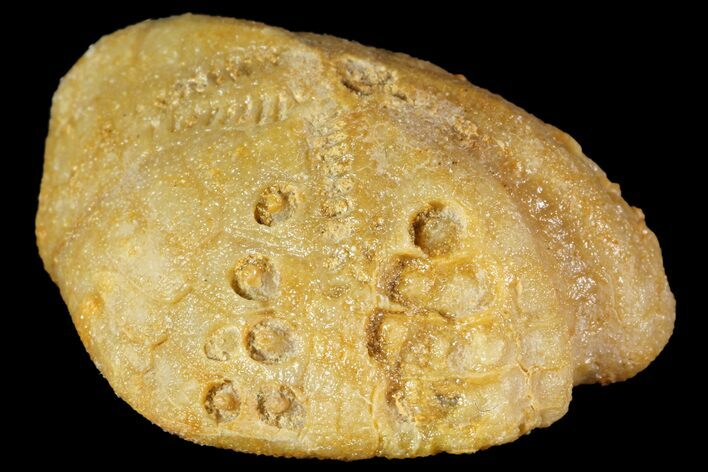 Fossil Echinoid (Lovenia) - Australia #114597